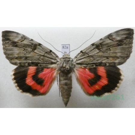 Catocala electa (Vieweg, 1790) Hungaria82a